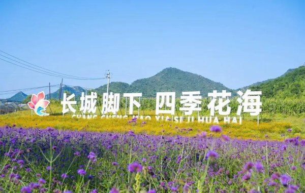 盈易点 京郊花海惊艳开，千亩梯田变调色盘，你去打卡了吗？
